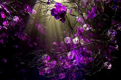 Purple Desktop Wallpapers Purple Desktop Backgrounds