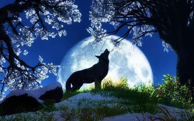 Cool Black Wolf HD Wallpapers +