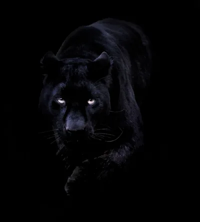 Black Panther Wallpapers