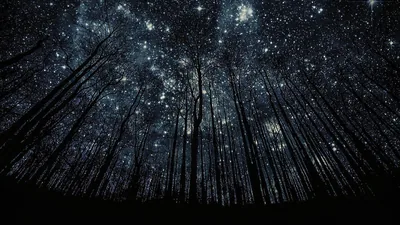Starry Sky Through Bare Trees HD Wallpaper