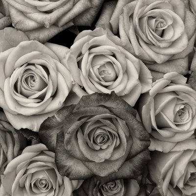 Roses Flower Love Free photo