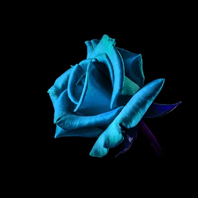 Blue Rose on Pure Black HD Wallpaper