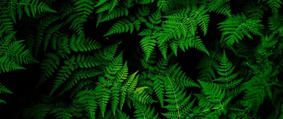 4k Desktop Green Wallpapers