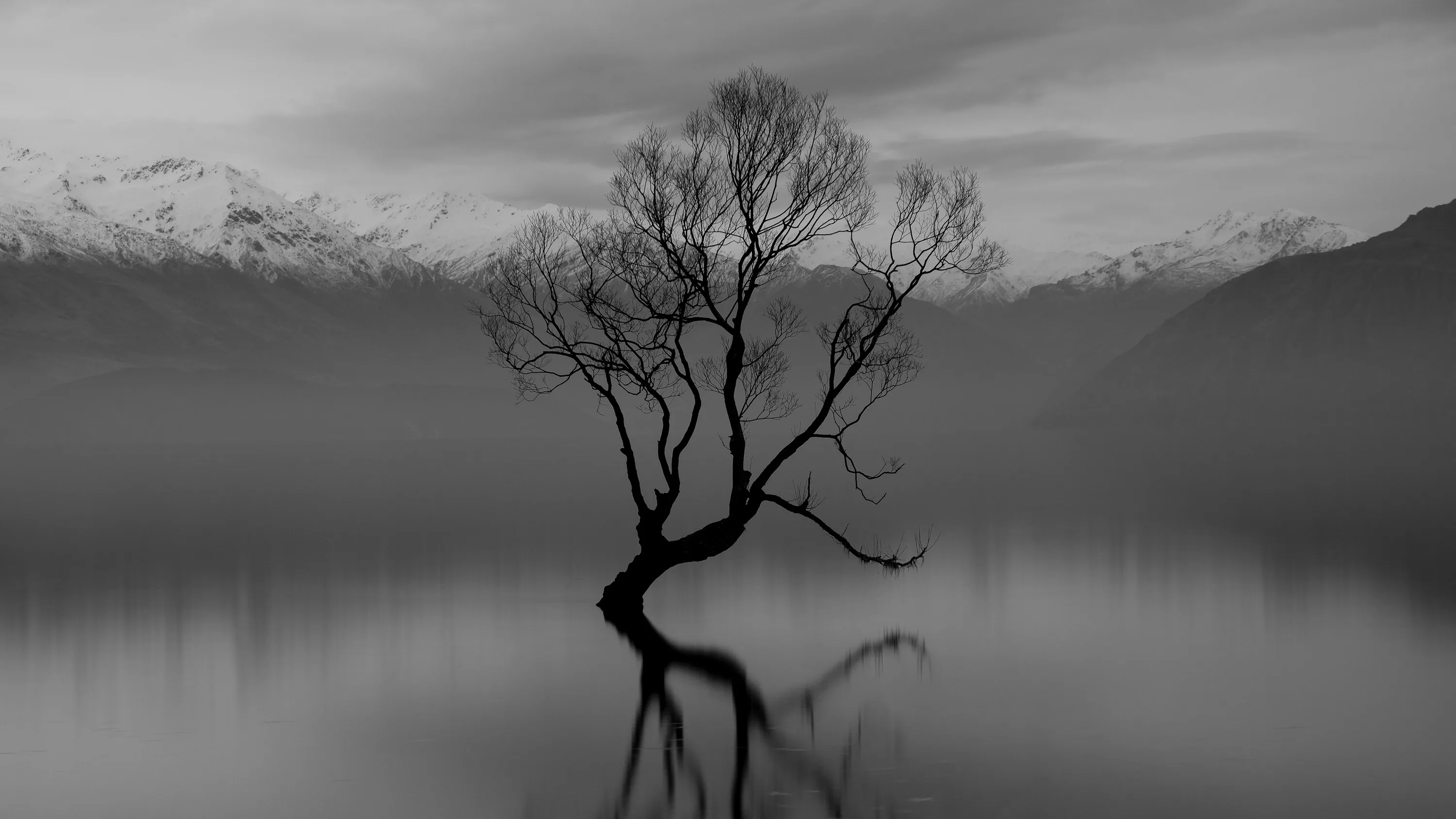 A bare willow grows straight out of glassy water, its branches and the snow-dusted range behind it doubled in an almost exact reflection.