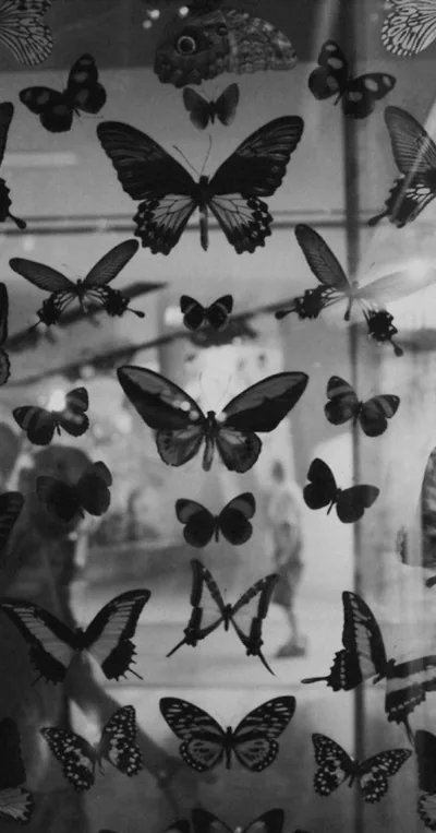Mounted Butterflies in Black and White HD Phone Wallpaper