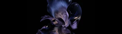 Indigo Silk Petals on Black HD Wallpaper