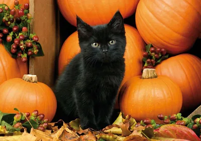 Halloween Wallpapers Halloween Backgrounds
