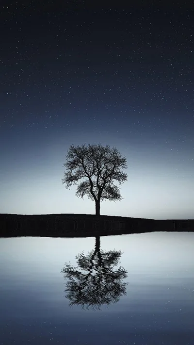 Lone Tree Reflected in Still Water HD Phone Wallpaper