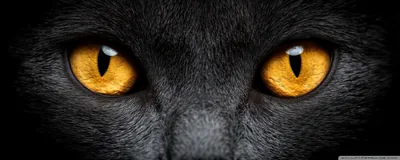 Amber Cat Eyes in Ultrawide Crop HD Wallpaper