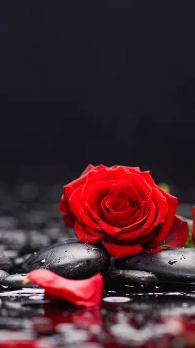 Red Rose on Wet Black Stones HD Phone Wallpaper