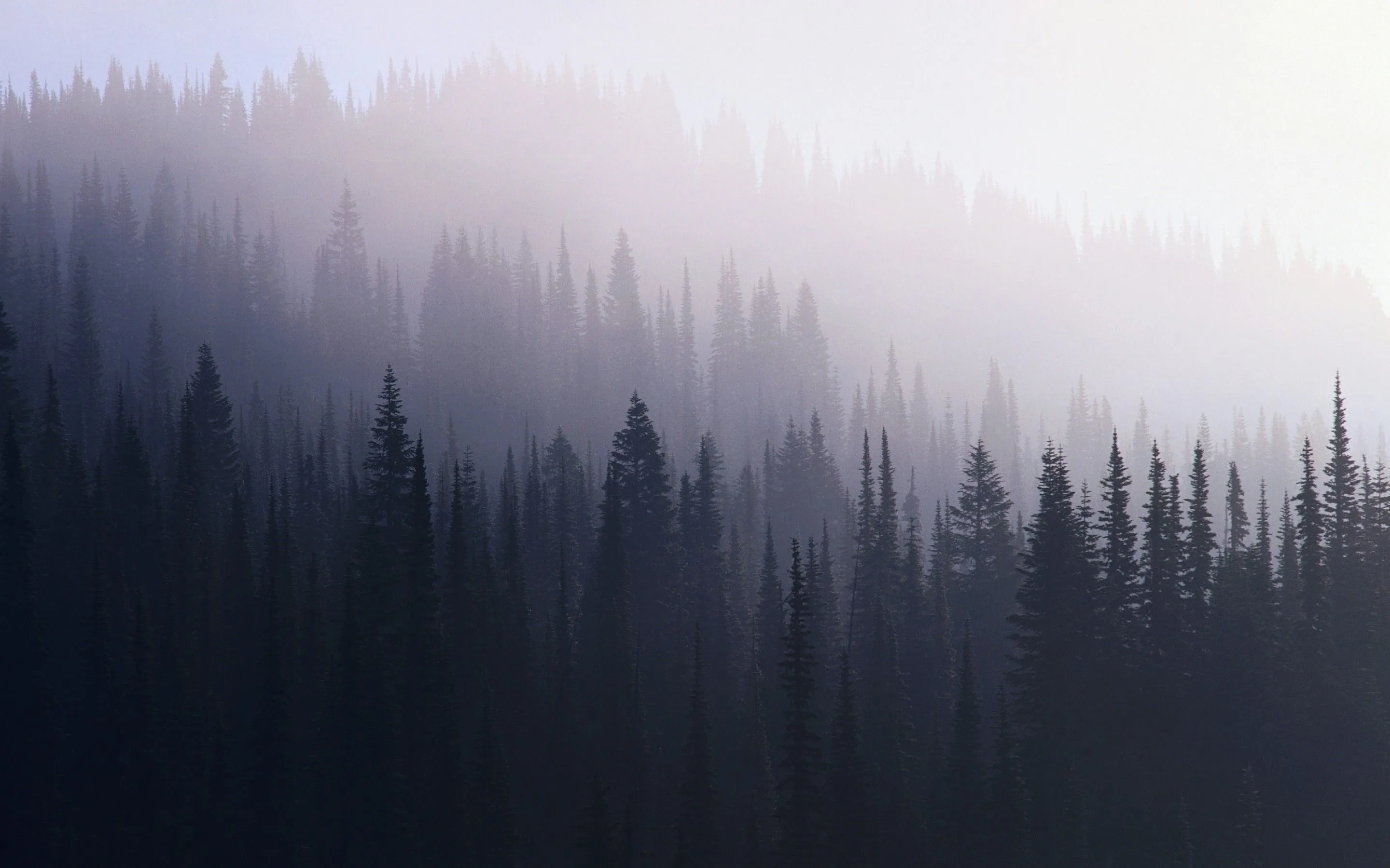 Dark Forest Desktop Wallpapers