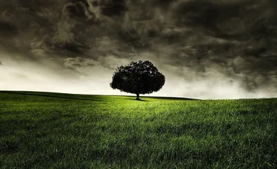 Lone Tree on a Green Field HD Wallpaper