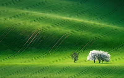 Green Nature 4k Wallpapers