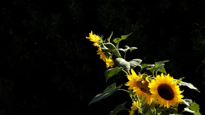 Sunflowers Against a Dark Tree Line HD Wallpaper