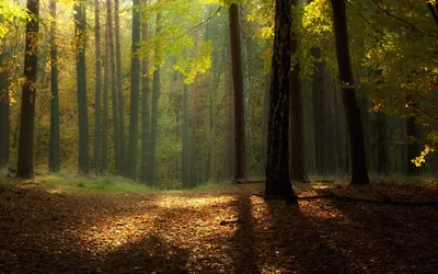 Yellow Autumn Canopy over Fallen Leaves HD Wallpaper