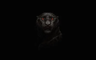 Wallpapers 4K Negros Black Wallpapers