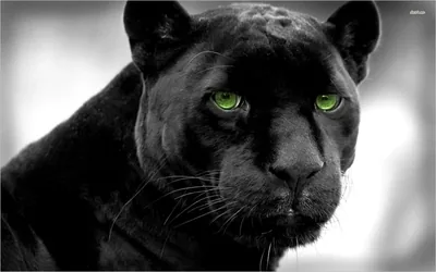 Black Puma Wallpapers Black Puma Backgrounds