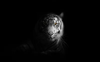 4k Ultra HD Dark Wallpapers