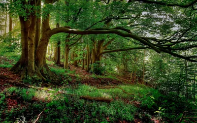 Old Beech with a Sweeping Low Branch HD Wallpaper