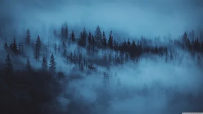 Misty Blue Pine Forest HD Wallpaper