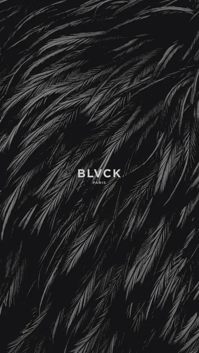 Black Feather Wallpapers Black Feather Backgrounds
