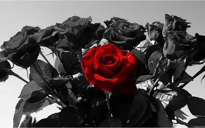 Vintage Black Roses Wallpaper