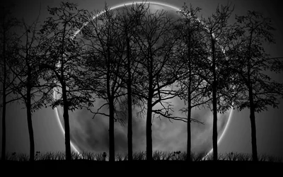 Tree Silhouettes in Front of the Moon HD Wallpaper