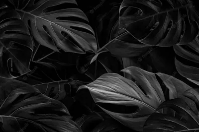 Dark Monstera Leaves Close-Up HD Wallpaper