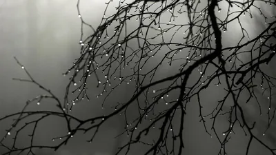 nature, Trees, Branch, Minimalism, Water Drops, Monochrome, Depth Of Field, Mist Wallpa