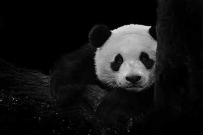 Panda Wallpaper Aesthetic Black