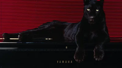 animals, Puma, Pantera Wallpapers HD Desktop and Mobile Backgrounds