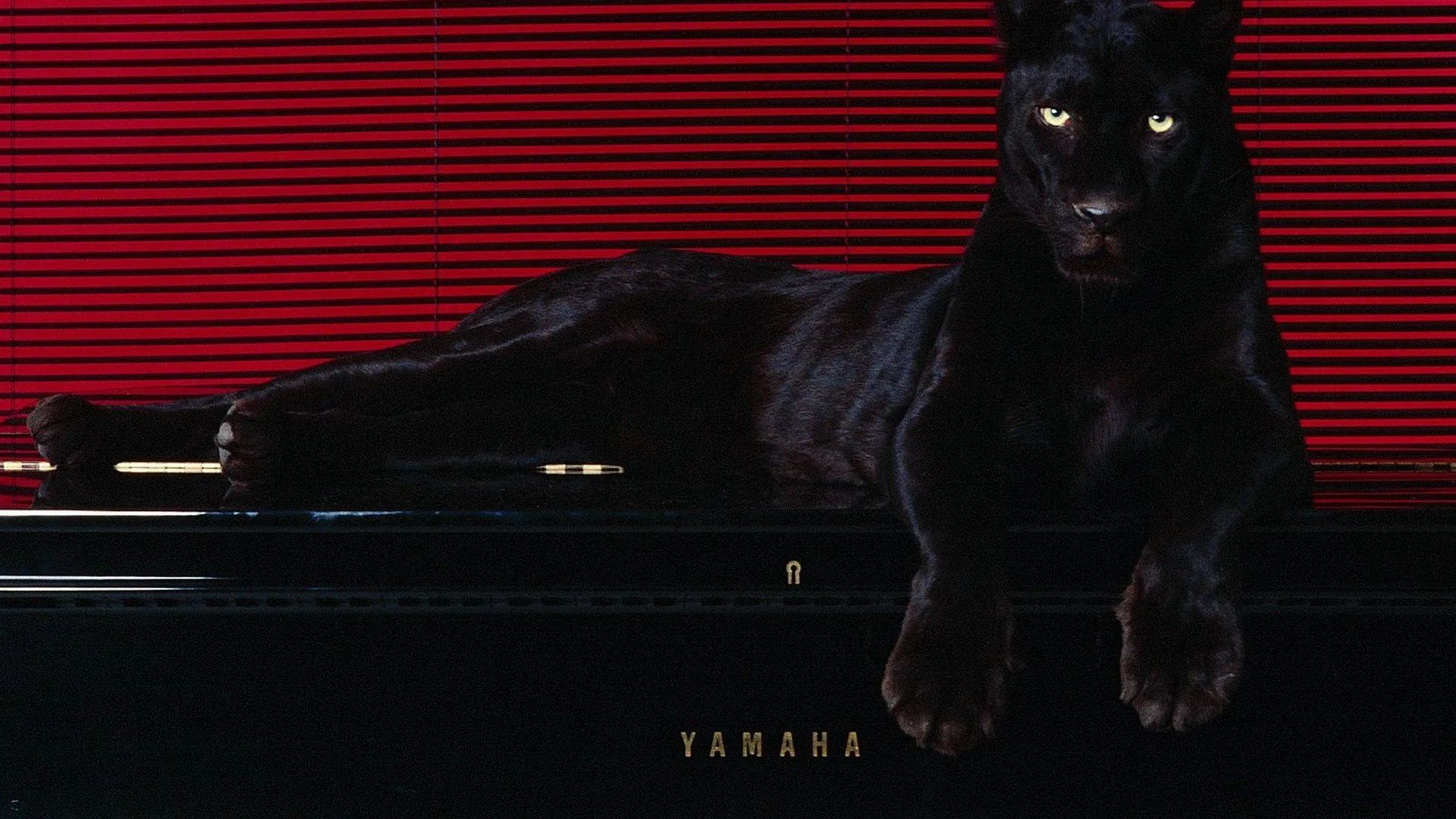animals, Puma, Pantera Wallpapers HD Desktop and Mobile Backgrounds