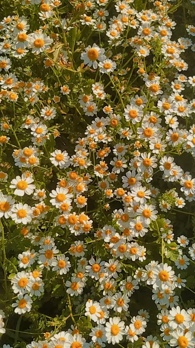 Chamomile Field Filling the Frame HD Phone Wallpaper