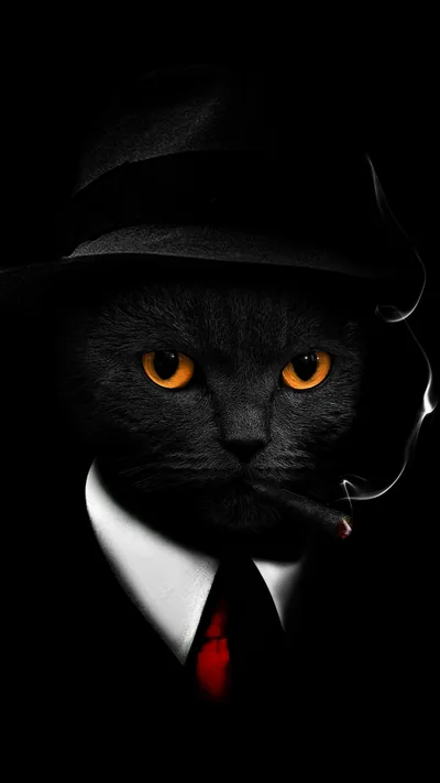 Gangster Cat in a Fedora and Tie HD Phone Wallpaper