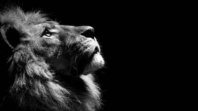 Lion Black And White Wallpaper, Resolution HD 4k Wallpapers, Images