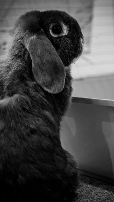wallpaper rabbit, animal, cute, black and white iphone 8 7 6s