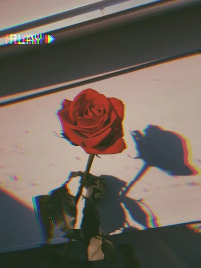 Rose Aesthetic Wallpapers Rose Aesthetic Backgrounds