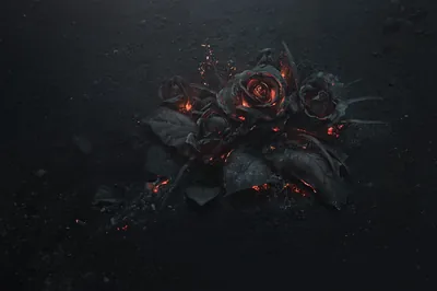 Black Roses 4K Wallpapers Black Roses 4K Backgrounds