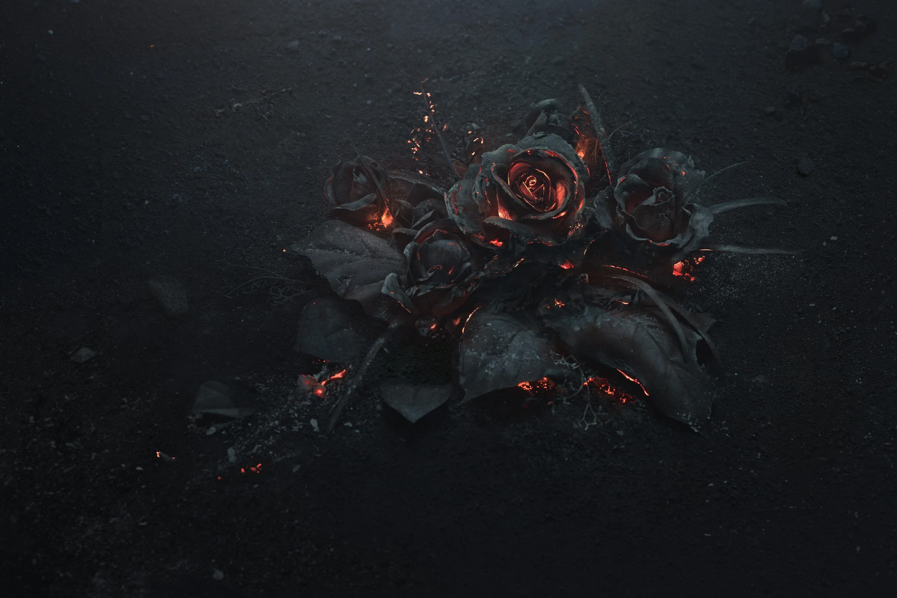 Black Roses 4K Wallpapers Black Roses 4K Backgrounds
