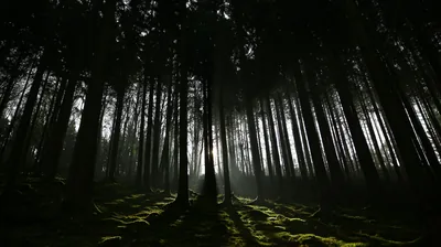 Dark Forest 4K Ultra HD Wallpapers Dark Forest 4K Ultra HD