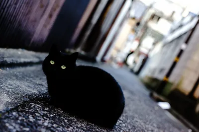 Alley Cat on Wet Asphalt HD Wallpaper
