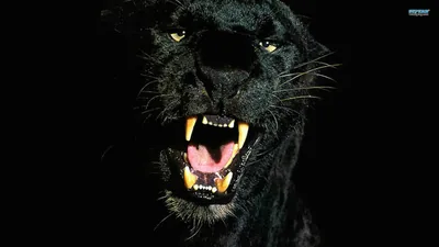 Fierce Black Panther HD Wallpaper