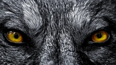 Wolf Wallpapers