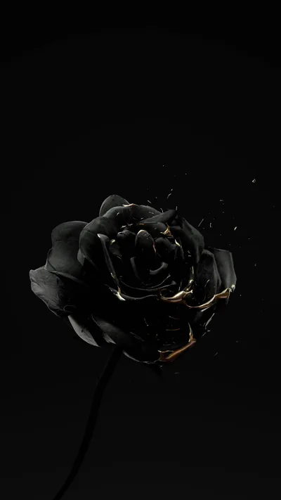 Rose Wallpapers