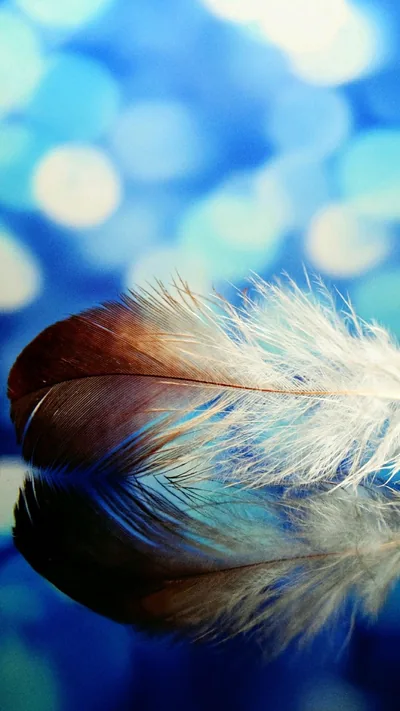 Feather Wallpaper for iPhone