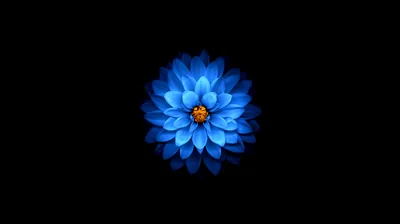 Blue Dahlia with Orange Centre HD Wallpaper