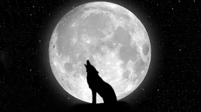 Cool Wolf Backgrounds