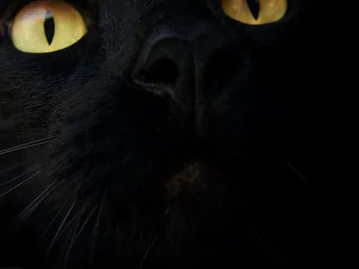 Macro Close-Up of a Cat's Nose HD Wallpaper