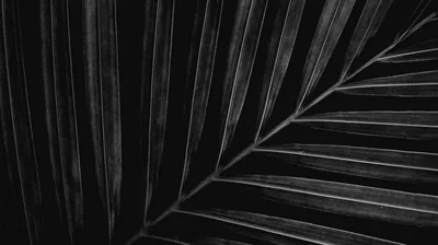 Laptop Black and White Wallpapers Free High Quality Backgrounds