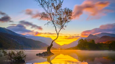 Lone Tree on a Lake at Dawn HD Wallpaper